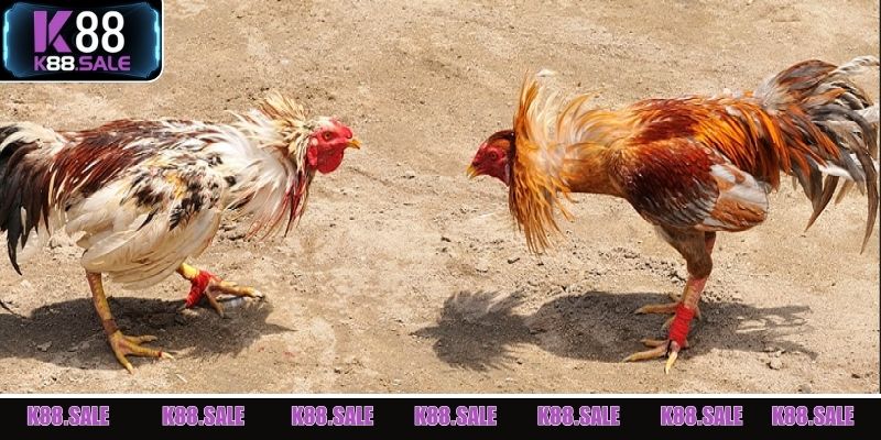 Các lựa chọn đặt cược hấp dẫn thu hút hội viên