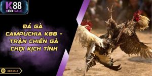Đá Gà Campuchia K88 – Trận Chiến Gà Chọi Kịch Tính