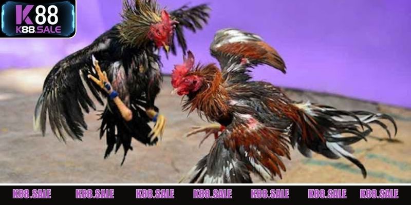 Trải nghiệm không khí kịch tính tại sảnh Đá Gà K88